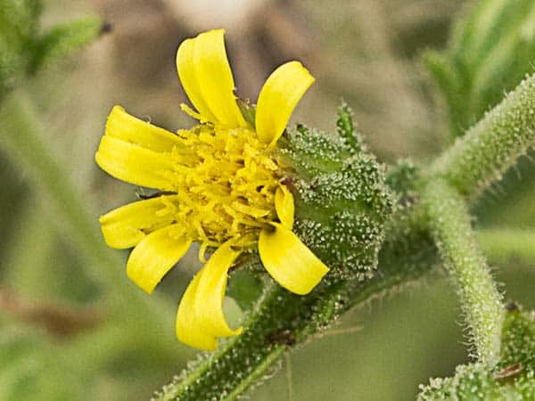 Olivardina flor amarilla