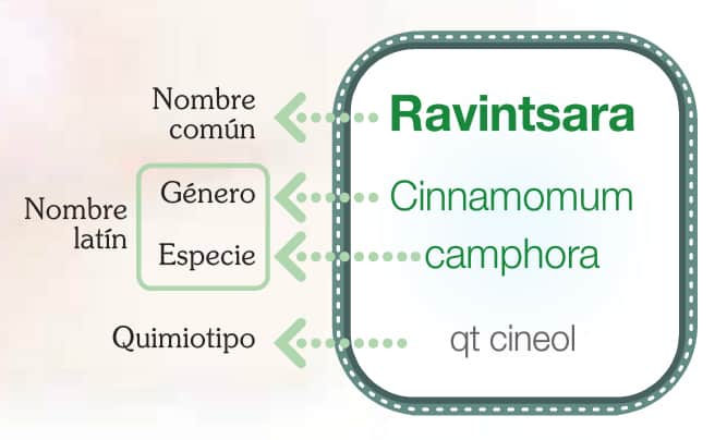 Quimiotipo del Ravintsara