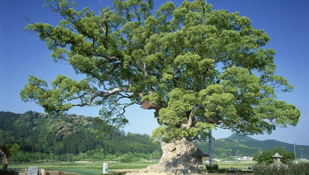 Ravintsara árbol